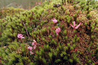 Bog cranberry