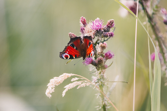 Butterfly, Sutton Fen.