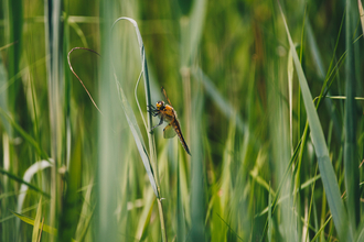 Dragonfly