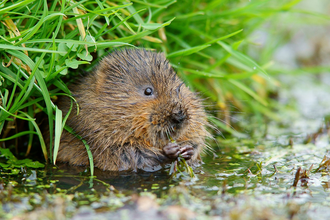 Water Vole in water eating some vegetation