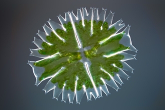 Desmid algae under the microscope