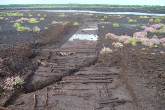 Track cut through bare soil with bits of vegetation on either side.