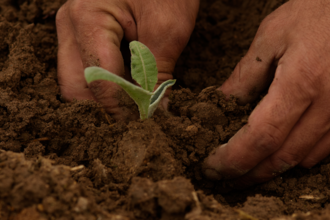 Pair of hands planting a seedling in soil