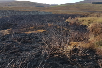 Area of burnt vegetation on national park in Northumberland