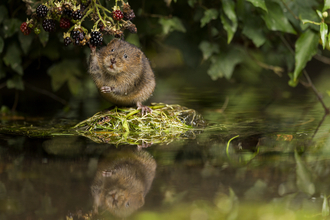 A Water Vole reaching up to grab blackberries from an overhanging bramble branch along a river embankment.