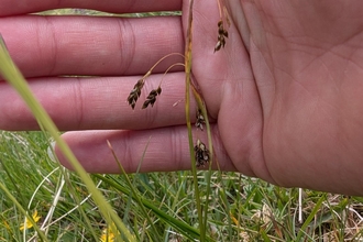 A close-up of a sedge, Carex capillaris, on a fen with a person's hand behind it for size comparison.
