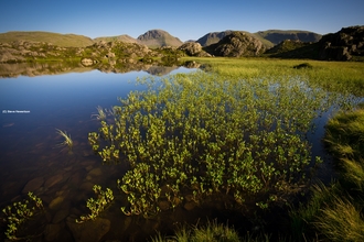 Small mountain lake surrounded by emergent vegetation