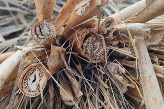 Close up of harvested crop