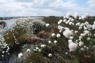 Hare's-tail cottongrass on a restored peatland