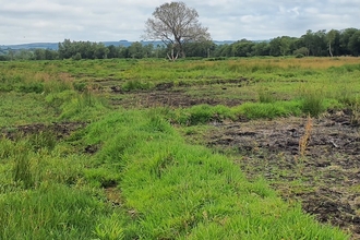 Peat field