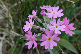 Close-up of Primula farinosa flower heads