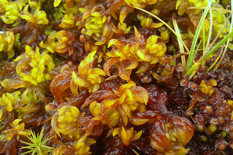 Close-up of Sphagnum moss. 
