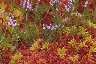 Close-up of ochre and red Sphagnum with heather flowers emerging from it