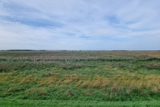 Flat open landscape with long grass and reeds