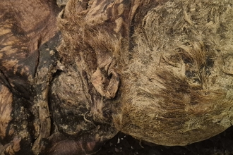 The side of Lindow Man's head, showing his ear, neck and part of his face.