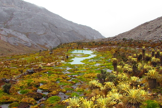Colombian páramo pool complex surrounded by high-altitude peatland vegetation