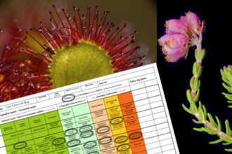 Close-ups of a sundew leaf and cross-leaved heath flower with the condition matrix recording form overlaid