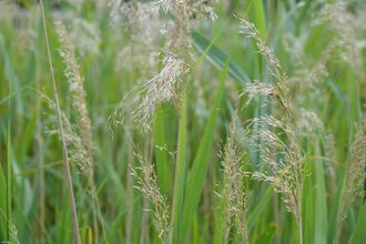 Close-up of flower head of common reed