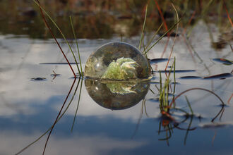 A tuft of Sphagnum moss inside a clear globe floating in a pool with clouds reflected on the surface.