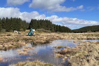 Peatland landscape showing bog pools, two diggers and plantation forestry in the background.