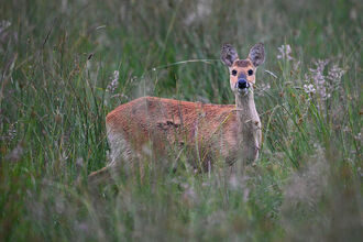 Chinese water deer in a fen meadow.