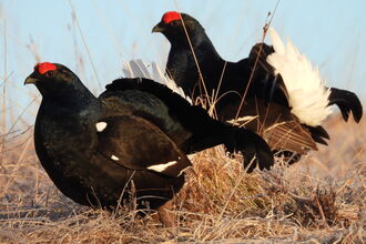 Black grouse in Southern Uplands, Scotland. 