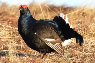 Black grouse in Southern Uplands, Scotland.