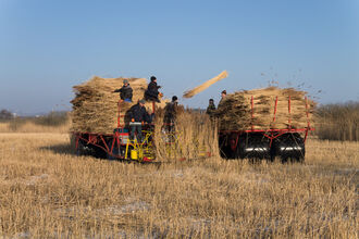 Reed harvesting site showing people stood on a platform containing large bundles of reeds. One of them is throwing a bundle onto the back of a lorry.