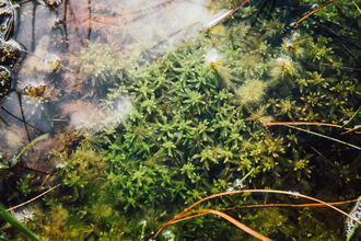 Sphagnum moss growing in a bog pool.