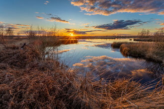 Lake edge surrounded by vegetation.