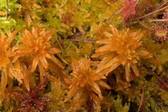 Tufts of golden yellow Sphagnum moss in close-up.