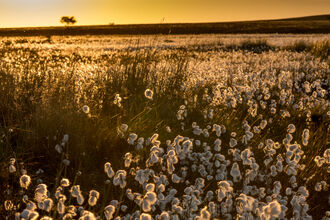 Expanse of flowering cotton grass in the setting sun.