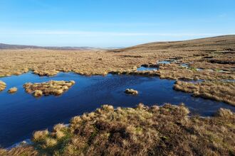 Blanket bog landscape featuring large bog pools.