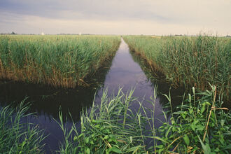 Extensive reedbed bisected by a wide, straight waterway.