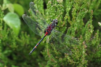 White-faced darter adult dragonfly on a heather plant.