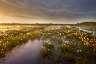 Ballynahone Bog at sunrise with flowering cottongrass