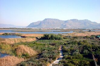 Wetland landscape with a path running through dense vegetation and mountains in the distance.