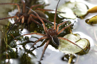 Large spider resting on the meniscus with two front legs raised.