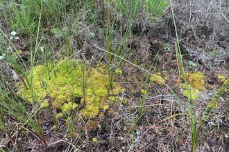 Patch of Sphagnum moss surrounded by stems of cotton grass.