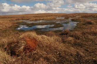 A peatland landscape with a large, vegetated bog pool and a Sphagnum hummock in the foreground.