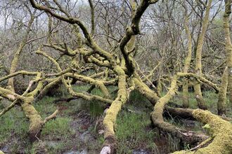 Wet woodland at Goss Moor