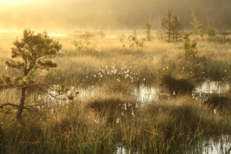 Golden light over a mire dotted with small trees, bog pools and cotton grass.
