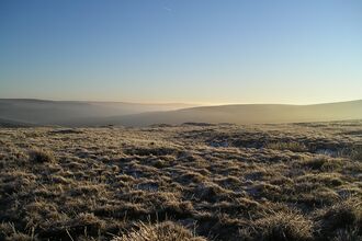 Landscape view of a peatland covered in tussocks of grass.