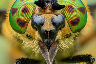 Close-up of a fly's face with bright green eyes covered in brown spots.