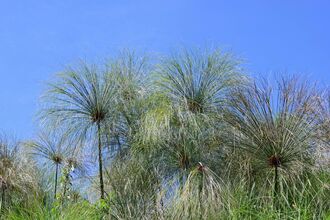 Spreading heads of papyrus plants against a bright blue sky.