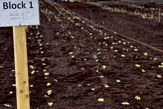 Field of bare peat with small plugs of Sphagnum and a wooden post with a label reading 'Block 1'