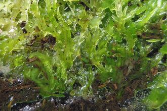 Close-up of Sphagnum moss