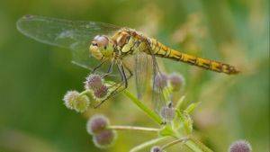 Image of common darter © Joy Russell