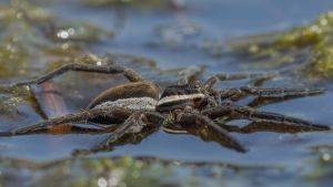 Image of fen raft spider © Stphen Barlow