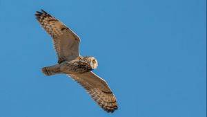 Image of short eared owl © Stephen Barlow